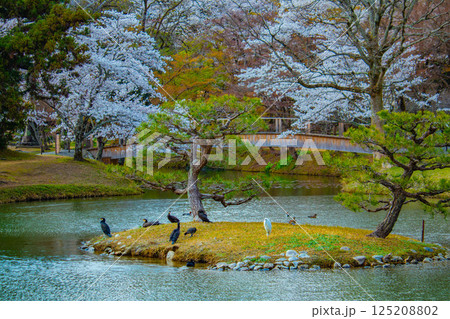 【京都風景】大覚寺　大沢池の周りは桜一色 125208802