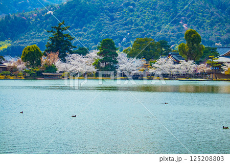 【京都風景】大覚寺 大沢池の周りは桜一色 【京都風景】大覚寺 大沢池の周りは桜一色 125208803