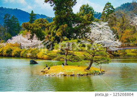 【京都風景】大覚寺 大沢池の周りは桜一色 【京都風景】大覚寺 大沢池の周りは桜一色 125208804