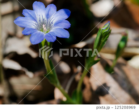 早春の花 リンドウ科ハルリンドウの漏斗状の青い花冠 125208969