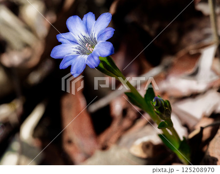 早春の花 リンドウ科ハルリンドウの漏斗状の青い花冠 早春の花 リンドウ科ハルリンドウの漏斗状の青い花冠 125208970