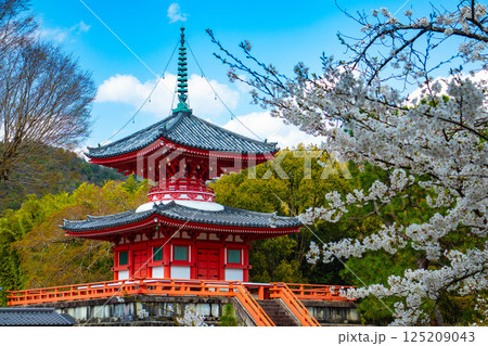 【京都風景】大覚寺　大沢池の周りは桜一色 125209043