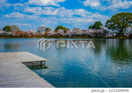 【京都風景】大覚寺　大沢池の周りは桜一色 125209049