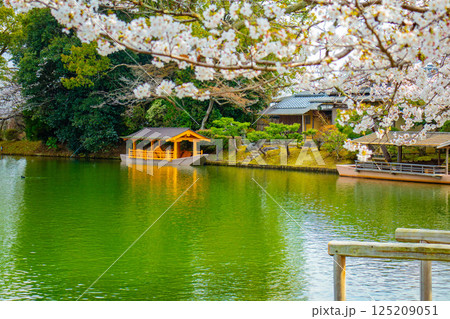 【京都風景】大覚寺 大沢池の周りは桜一色 【京都風景】大覚寺 大沢池の周りは桜一色 125209051
