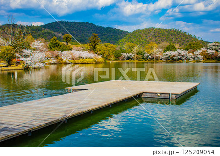 【京都風景】大覚寺 大沢池の周りは桜一色 【京都風景】大覚寺 大沢池の周りは桜一色 125209054