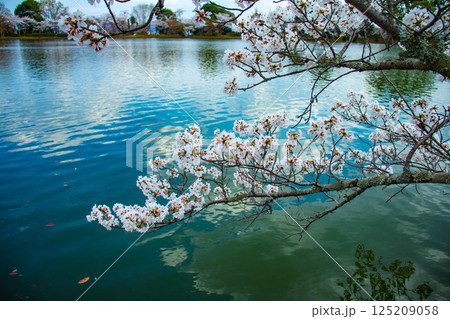 【京都風景】大覚寺 大沢池の周りは桜一色 【京都風景】大覚寺 大沢池の周りは桜一色 125209058