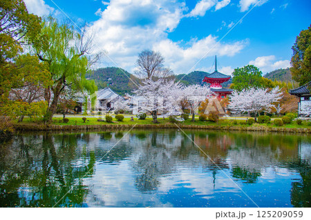 【京都風景】大覚寺 大沢池の周りは桜一色 【京都風景】大覚寺 大沢池の周りは桜一色 125209059