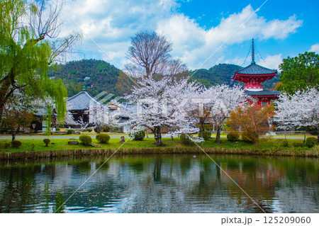 【京都風景】大覚寺 大沢池の周りは桜一色 【京都風景】大覚寺 大沢池の周りは桜一色 125209060