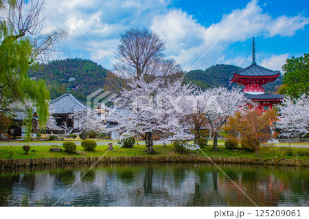 【京都風景】大覚寺 大沢池の周りは桜一色 【京都風景】大覚寺 大沢池の周りは桜一色 125209061