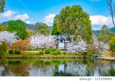 【京都風景】大覚寺 大沢池の周りは桜一色 【京都風景】大覚寺 大沢池の周りは桜一色 125209063
