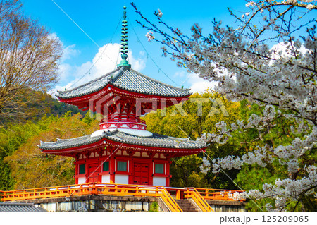 【京都風景】大覚寺　大沢池の周りは桜一色 125209065