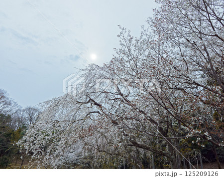 エドヒガンザクラ系統の品種 枝垂桜の開花 125209126