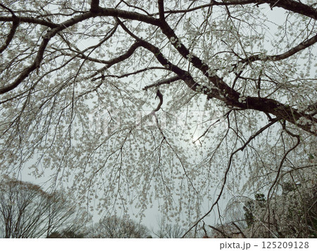 エドヒガンザクラ系統の品種 枝垂桜の開花 125209128