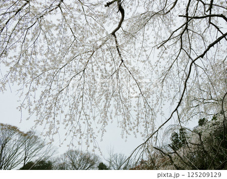 エドヒガンザクラ系統の品種 枝垂桜の開花 エドヒガンザクラ系統の品種 枝垂桜の開花 125209129