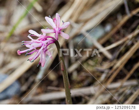 多年草の在来種 メランチウム科ショウジョウバカマ 125209178