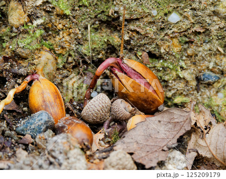 ドングリの発芽 ブナ科コナラ 125209179