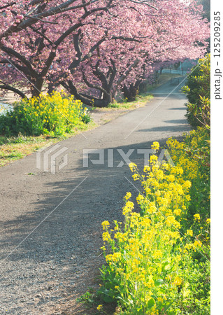 桜と菜の花の道 桜と菜の花の道 125209285
