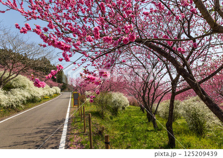 春の中之条ガーデンズ 花桃の丘 春の中之条ガーデンズ 花桃の丘 125209439