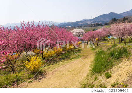 春の中之条ガーデンズ 花桃の丘 春の中之条ガーデンズ 花桃の丘 125209462