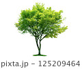 明るいグリーンの葉をまとう一本の木_建築パースや立面図で使える樹木の添景 125209464