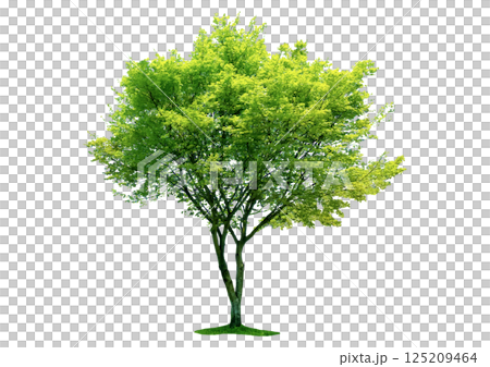 一棵有著鮮綠葉子的樹——用於建築透視圖和立面圖的樹木配件 一棵有著鮮綠葉子的樹——用於建築透視圖和立面圖的樹木配件 125209464