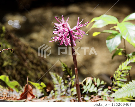 多年草の在来種 メランチウム科ショウジョウバカマ 多年草の在来種 メランチウム科ショウジョウバカマ 125209467