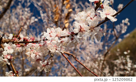 White Apricot Blossoms with Red Buds Blooming White Apricot Blossoms with Red Buds Blooming 125209862