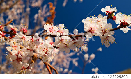 White Cherry Blossoms in Full Spring Bloom Against Deep Blue Cloudless Sky 125209863