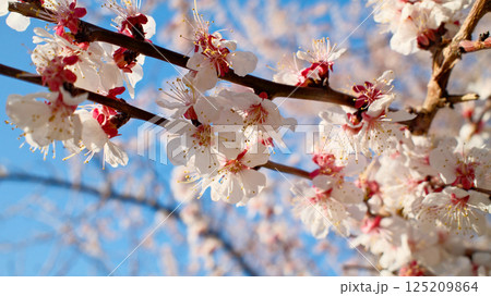 White Cherry Blossoms in Full Spring Bloom Against Deep Blue Cloudless Sky 125209864