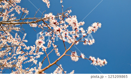 White Cherry Blossoms in Full Spring Bloom Against Deep Blue Cloudless Sky 125209865