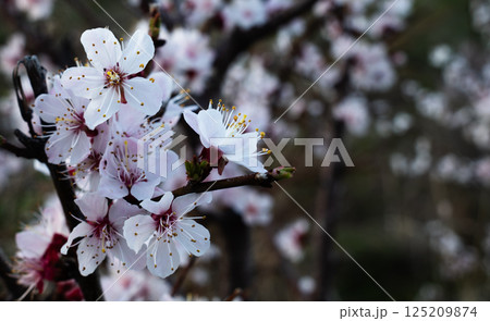 Close-Up of Delicate White Cherry Blossoms Close-Up of Delicate White Cherry Blossoms 125209874