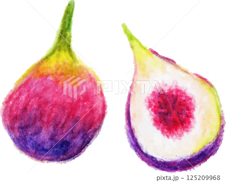 イチジク　手描きの色鉛筆画 125209968
