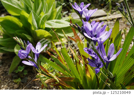 春4月紫色の花を咲かせたバビアナの花 125210049
