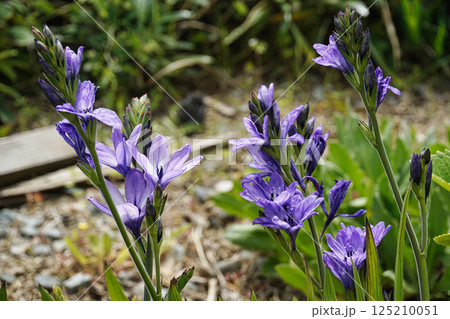 春4月紫色の花を咲かせたバビアナの花 125210051