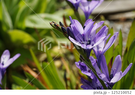 春4月紫色の花を咲かせたバビアナの花 春4月紫色の花を咲かせたバビアナの花 125210052