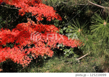 紅葉に染まる栗林公園(12月上旬) 紅葉に染まる栗林公園(12月上旬) 125210099