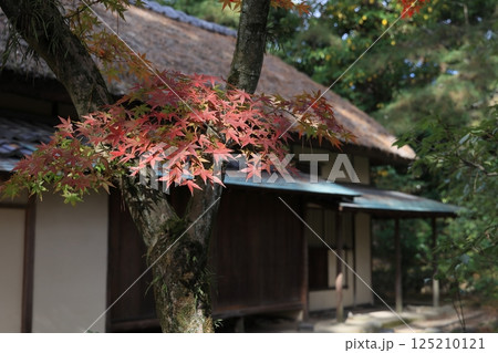 紅葉に染まる栗林公園（12月上旬・日暮亭） 125210121