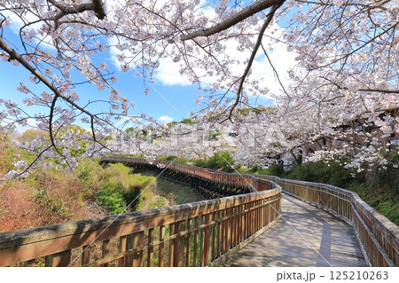 【長崎県】満開の桜と西海橋公園ウォークデッキ（針尾瀬戸） 125210263
