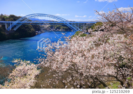 【長崎県】満開の桜と新西海橋(針尾瀬戸) 【長崎県】満開の桜と新西海橋(針尾瀬戸) 125210269