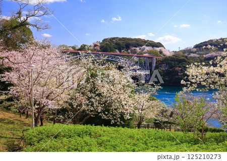【長崎県】満開の桜と西海橋(針尾瀬戸) 【長崎県】満開の桜と西海橋(針尾瀬戸) 125210273
