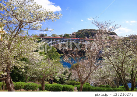 【長崎県】満開の桜と西海橋（針尾瀬戸） 125210275