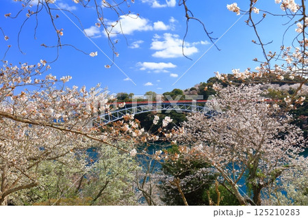 【長崎県】満開の桜と西海橋（針尾瀬戸） 125210283