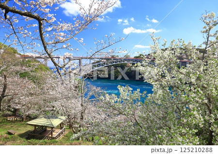 【長崎県】満開の桜と西海橋（針尾瀬戸） 125210288
