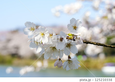 春のイメージ・桜の花のアップ 125210338