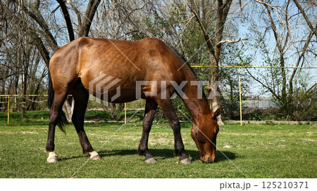 Horse grazing in meadow pasture with trees in background 125210371