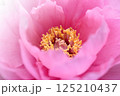 ピンクの牡丹の花 125210437