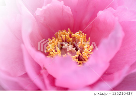 ピンクの牡丹の花 125210437