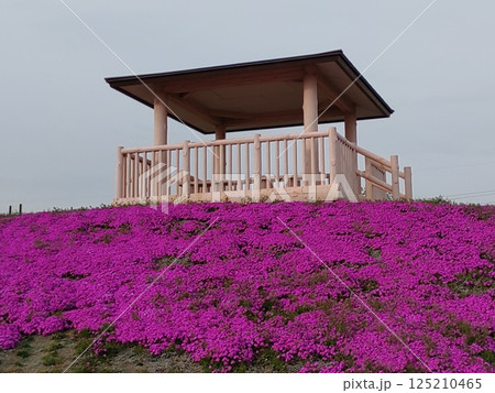 2025芝桜1 125210465