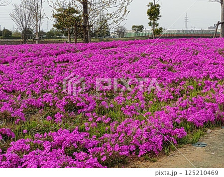 2025芝桜5 125210469