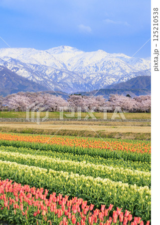 朝日舟川春の四重奏 125210538